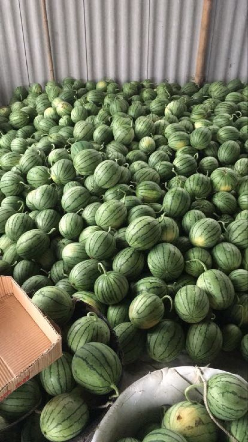 西瓜货源充足量大优惠