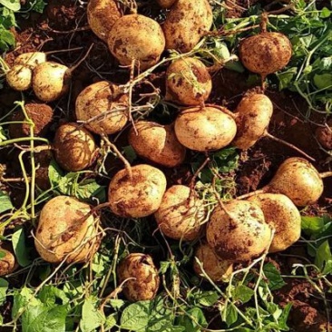 正宗豆薯源头供应价格美丽