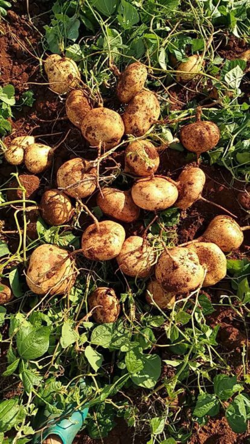 正宗豆薯源头供应价格美丽