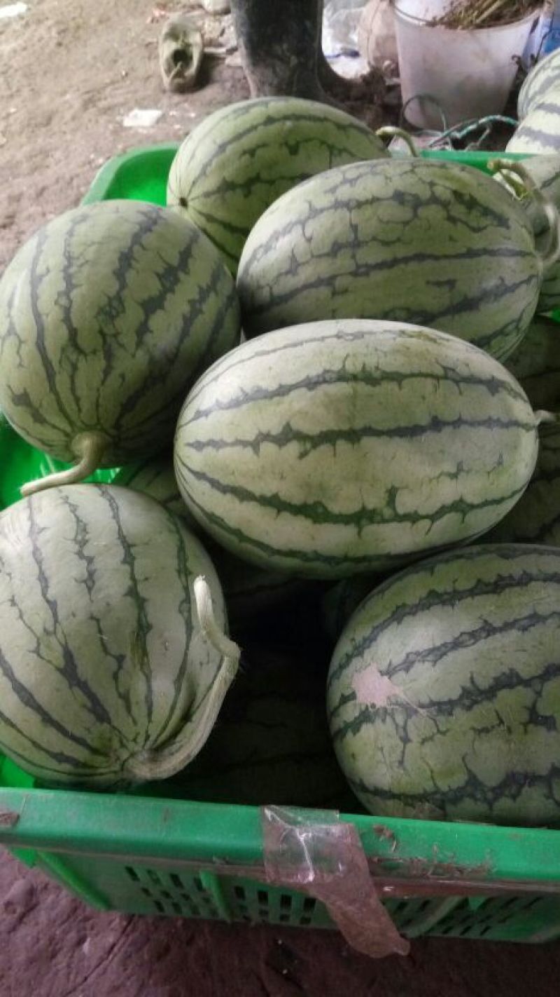 正品保障西瓜价格美丽