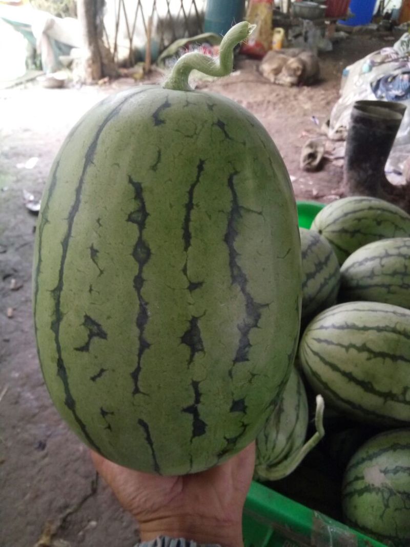 正品保障西瓜价格美丽