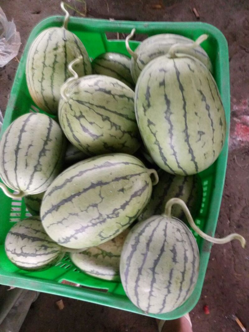 正品保障西瓜价格美丽