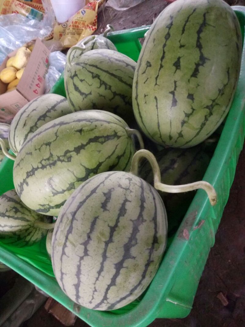 正品保障西瓜价格美丽