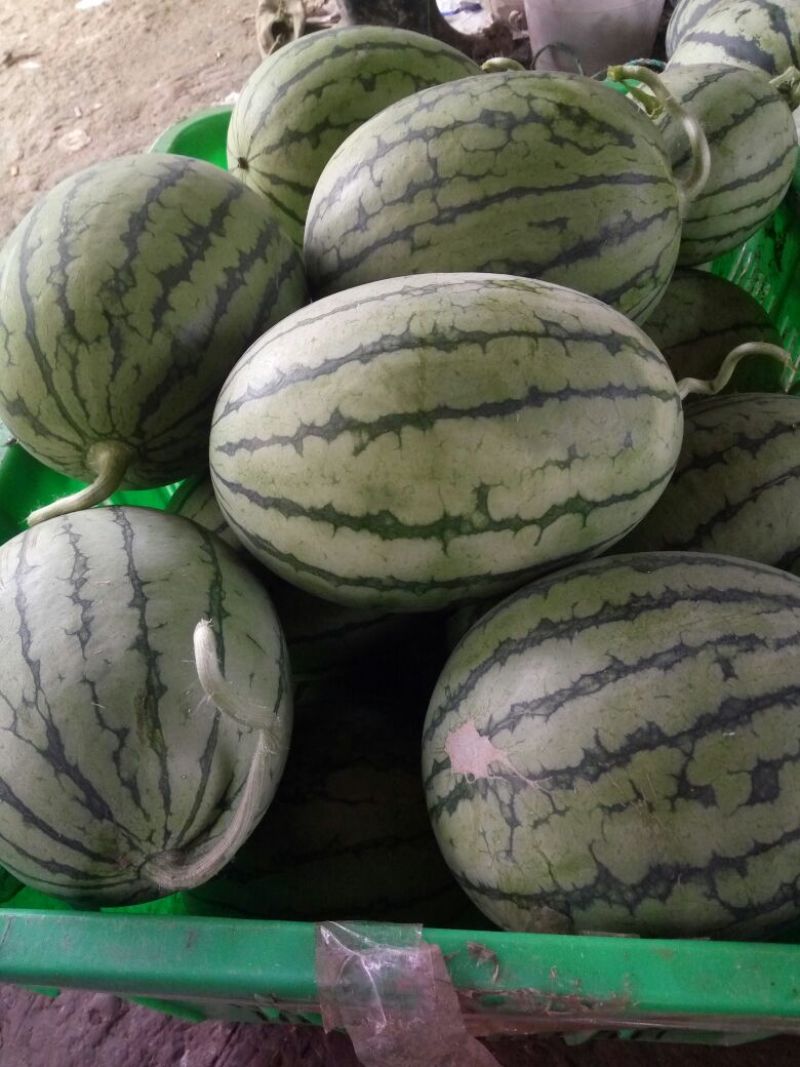 正品保障西瓜价格美丽