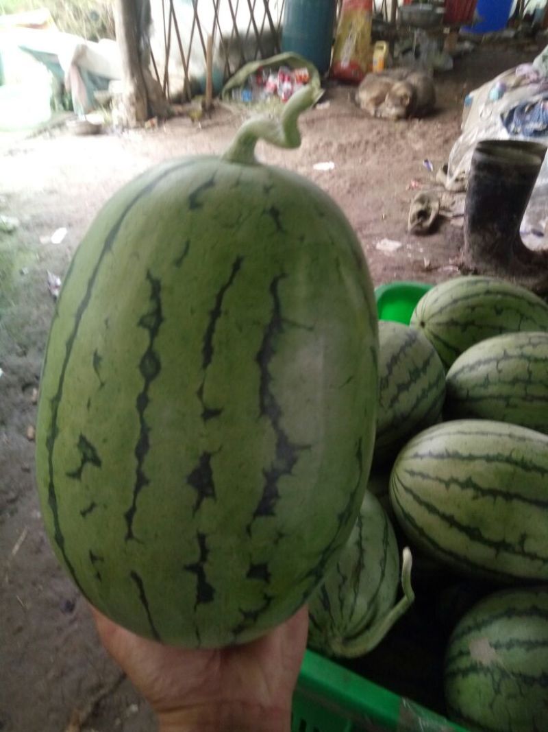 正品保障西瓜价格美丽