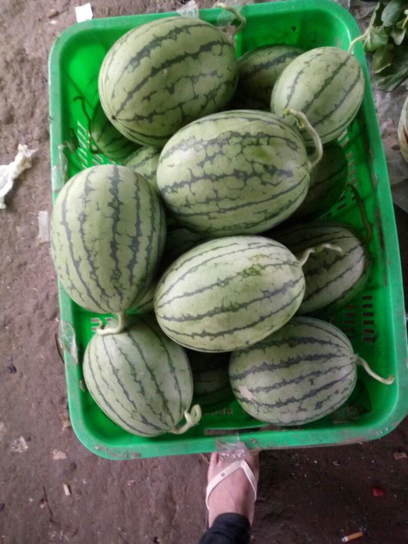 正品保障西瓜价格美丽