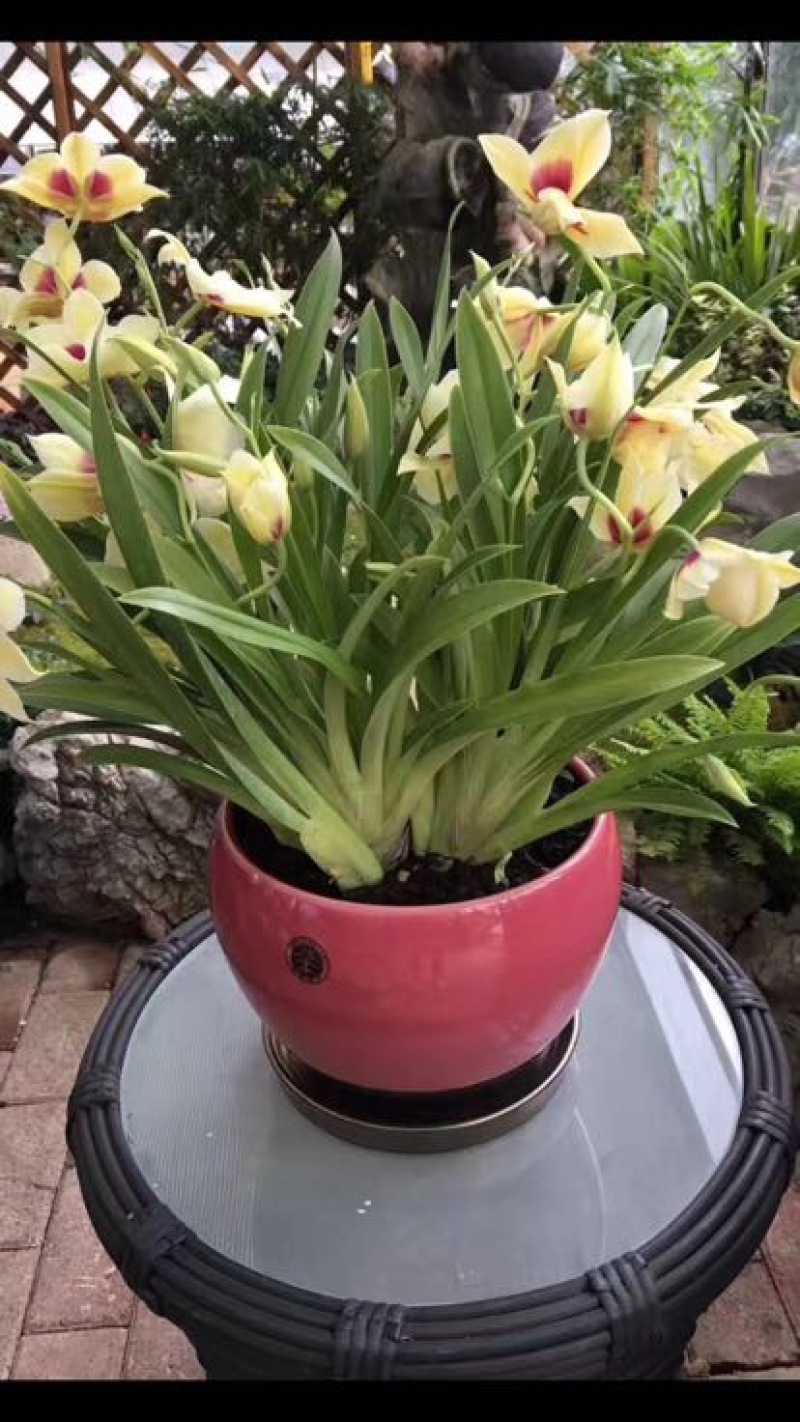 兰花不含盆
