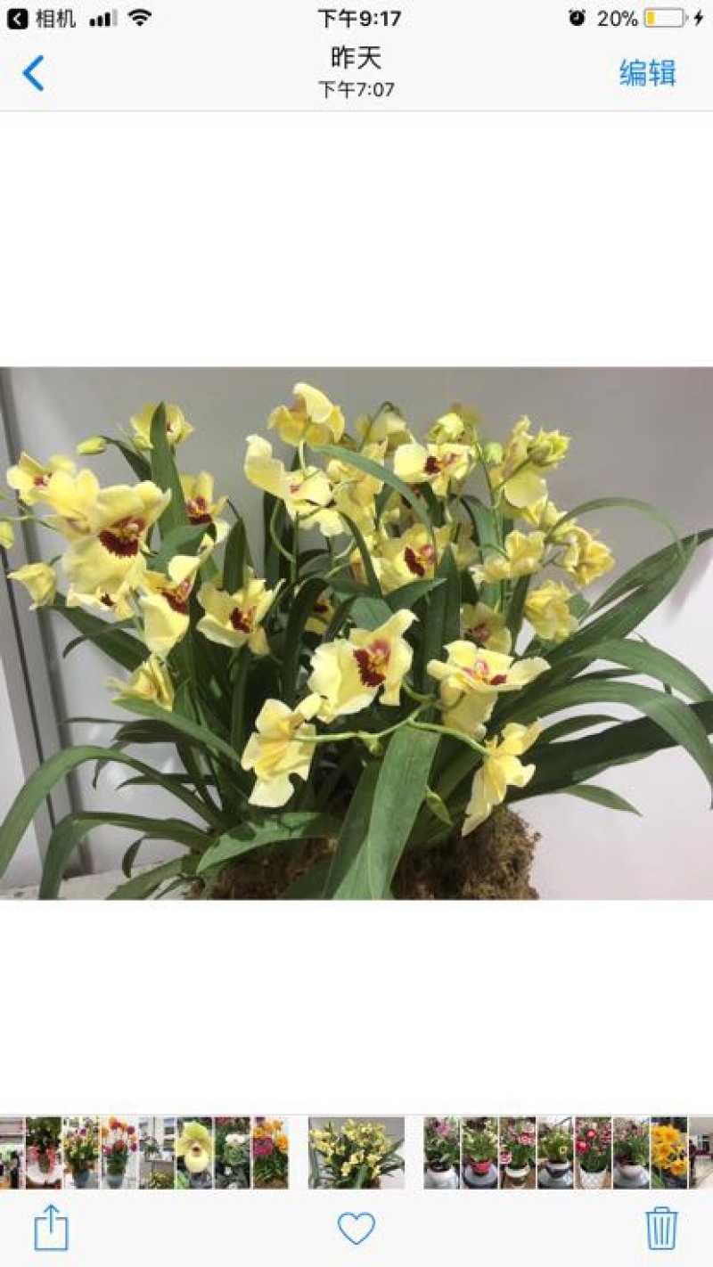 兰花不含盆