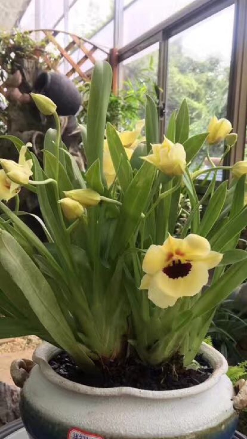 兰花不含盆
