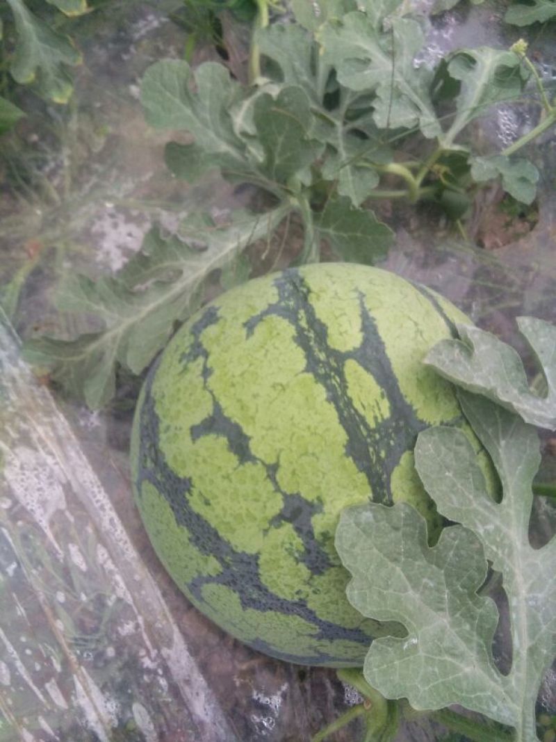 正品保障西瓜现货秒发