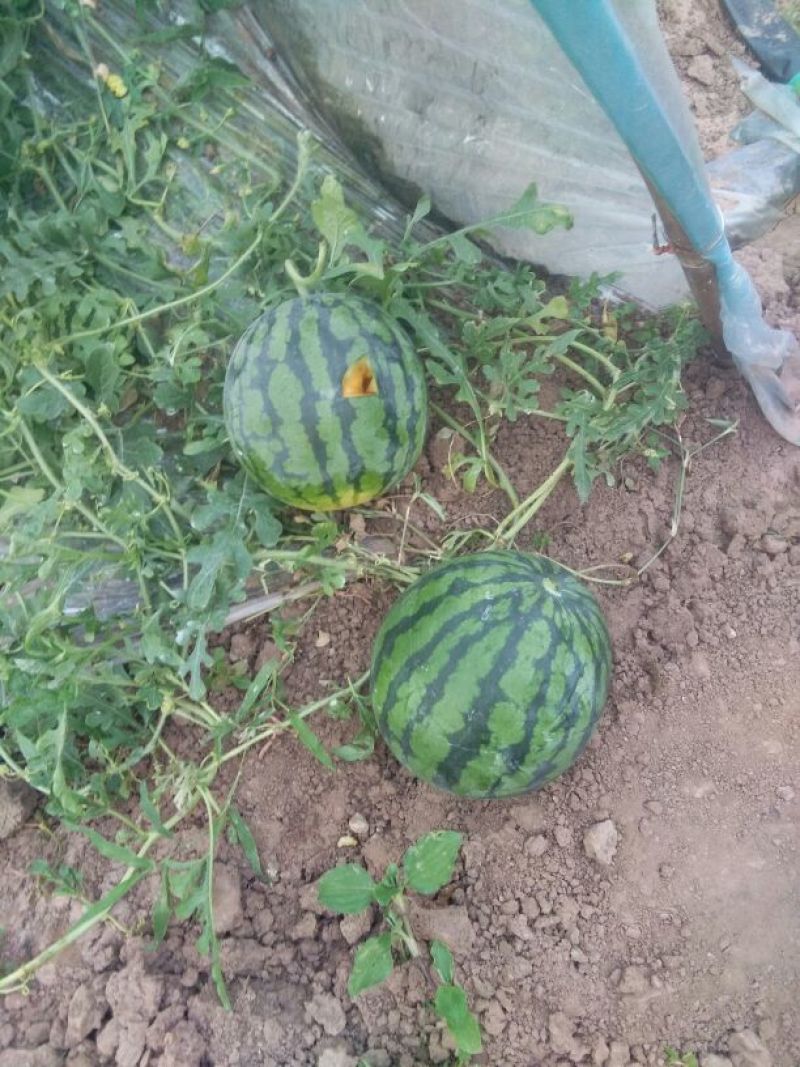 正品保障西瓜现货秒发