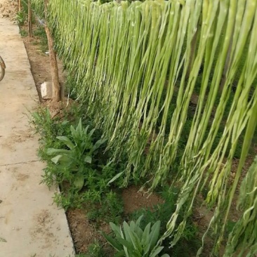 正宗贡菜，全网***产地直发