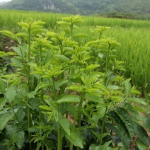 天然新鲜树仔菜产地直发量大优惠