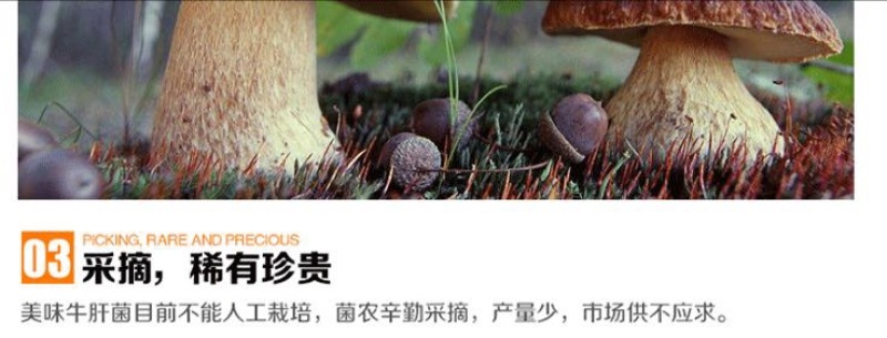 牛肝菌新鲜牛肝菌上市，空运云南野生菌产地直售