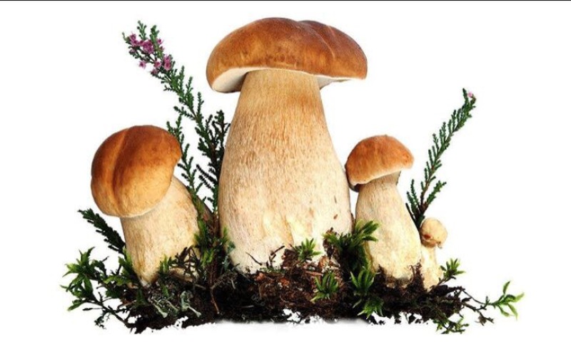牛肝菌新鲜牛肝菌上市，空运云南野生菌产地直售