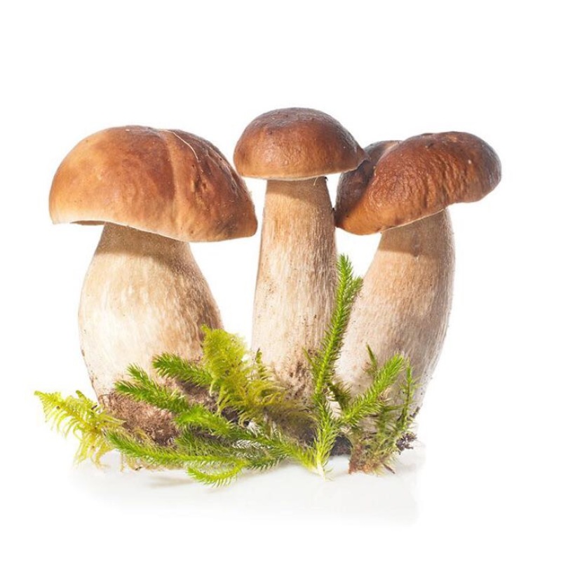 牛肝菌新鲜牛肝菌上市，空运云南野生菌产地直售