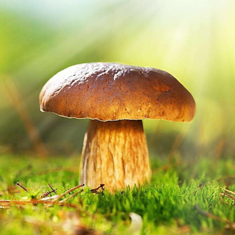 牛肝菌新鲜牛肝菌上市，空运云南野生菌产地直售