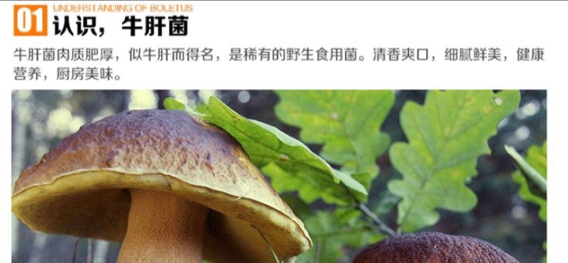 牛肝菌新鲜牛肝菌上市，空运云南野生菌产地直售