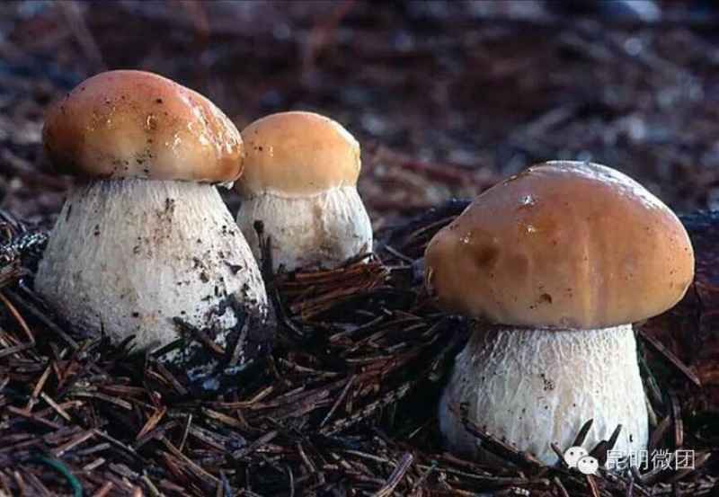 牛肝菌新鲜牛肝菌上市，空运云南野生菌产地直售