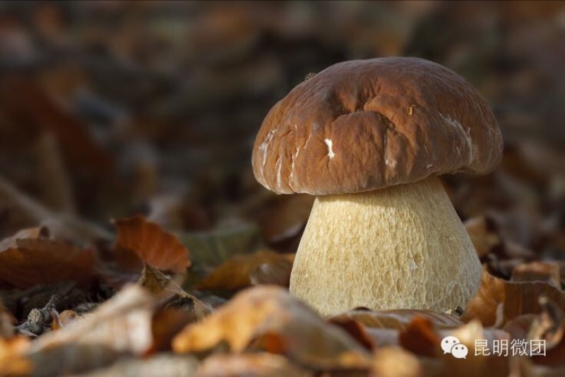牛肝菌新鲜牛肝菌上市，空运云南野生菌产地直售