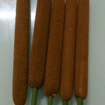 蒲棒