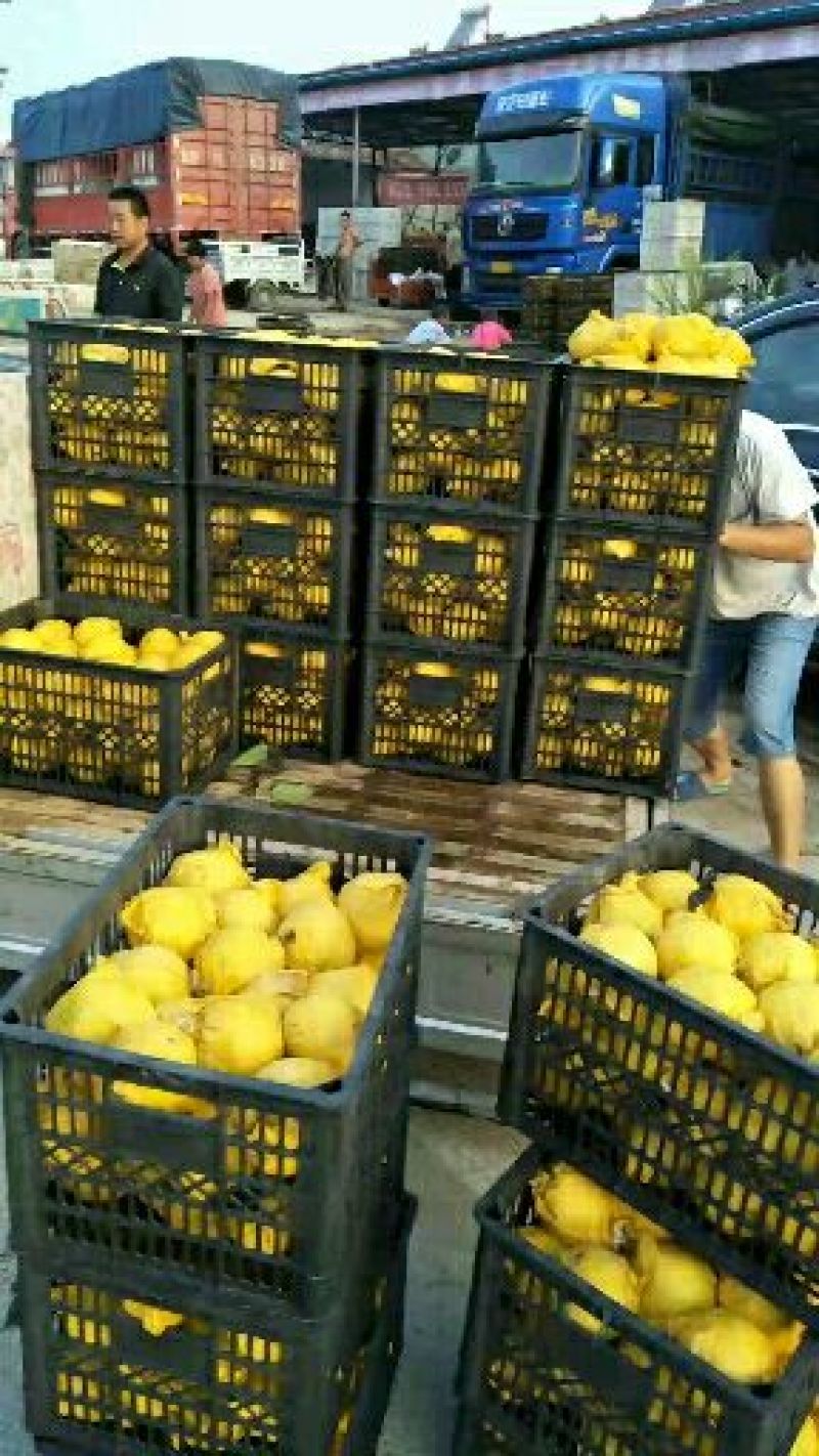 精品自然色皇冠6两以上，产地直发，货源充足，