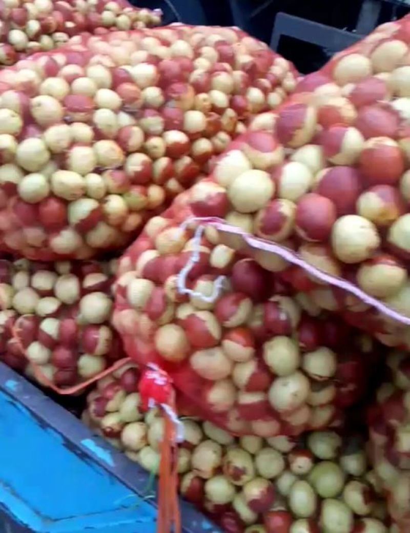 山东婆枣早脆王，脆甜，美味，个大肉厚，汁多，绿色食品