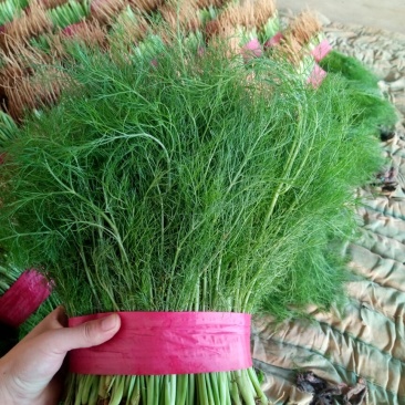精品茴香电商供货量大从优
