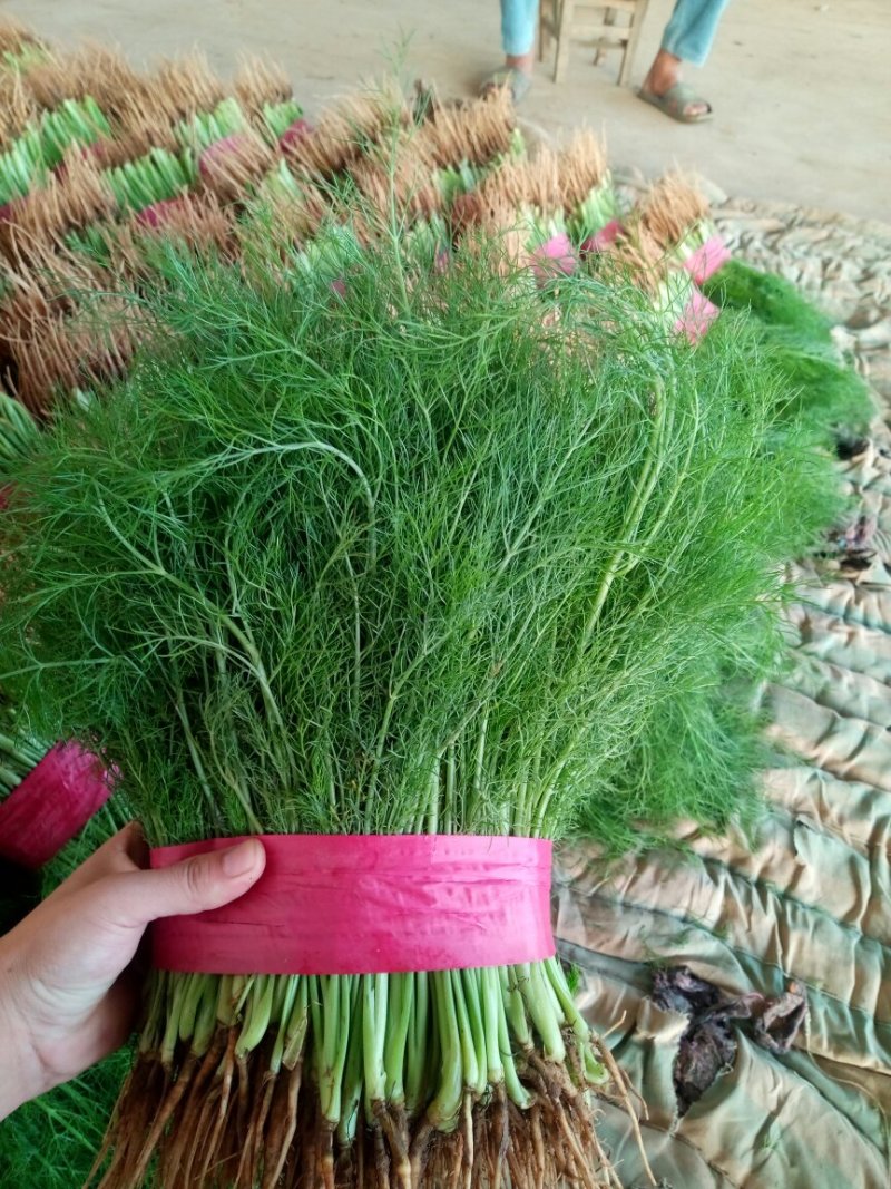 精品茴香电商供货量大从优