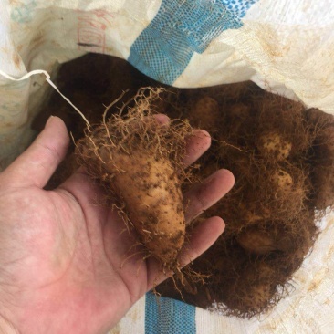 ***木薯长期有货全网低价