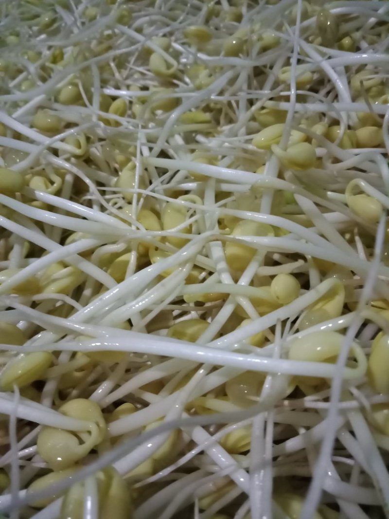 ***豆芽长期有货全网低价