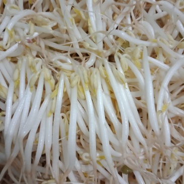 保质保量豆芽产地直发欢迎联系