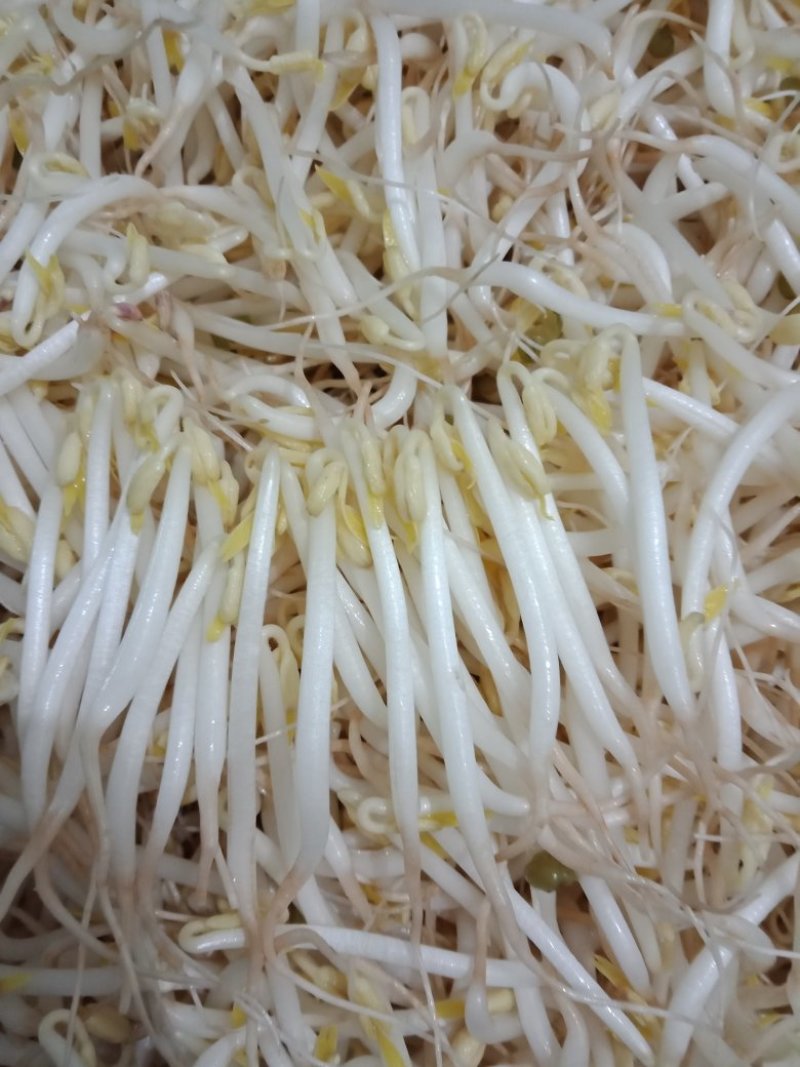 保质保量豆芽产地直发欢迎联系