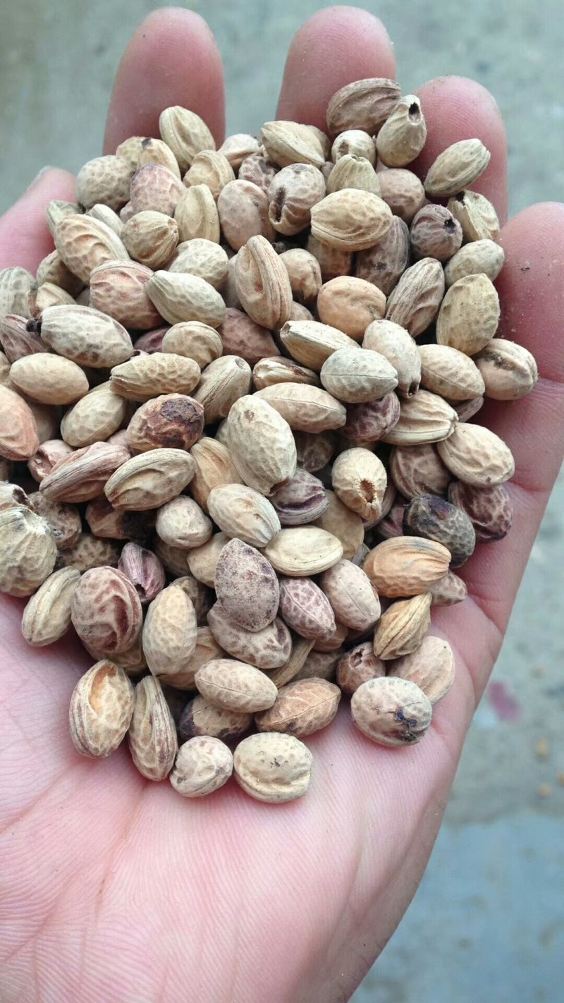 樱花种子大量批发樱花