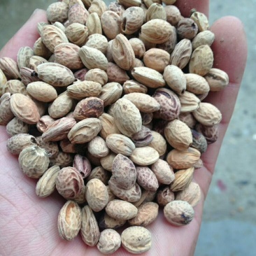 樱花种子大量批发樱花