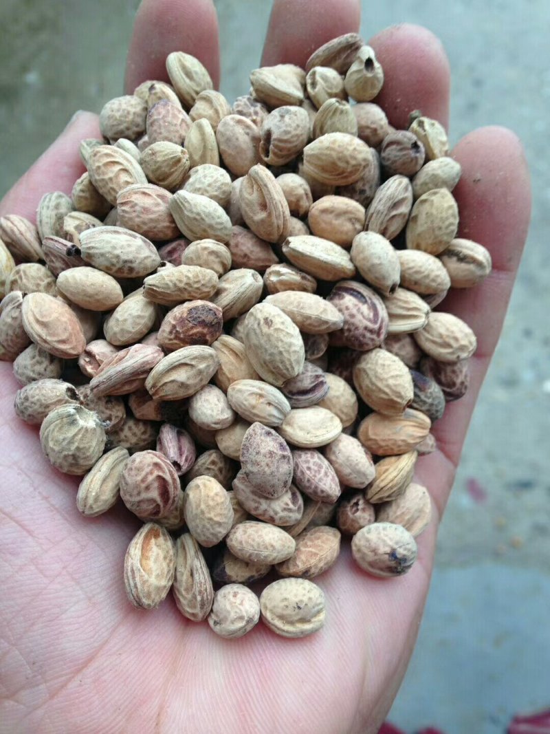 樱花种子大量批发樱花