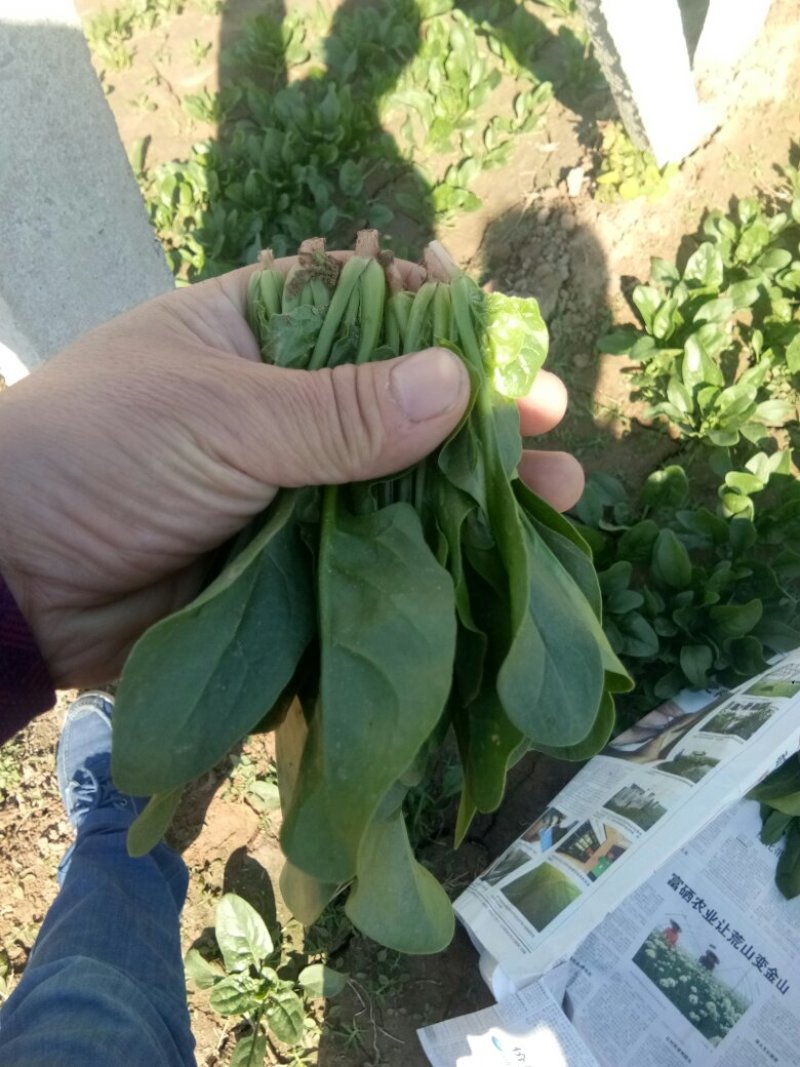 营养丰富菠菜苗现采现发成活回报率高