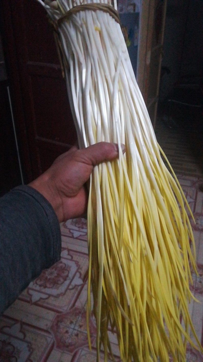 正品保障蒜黄产地直发价格美丽