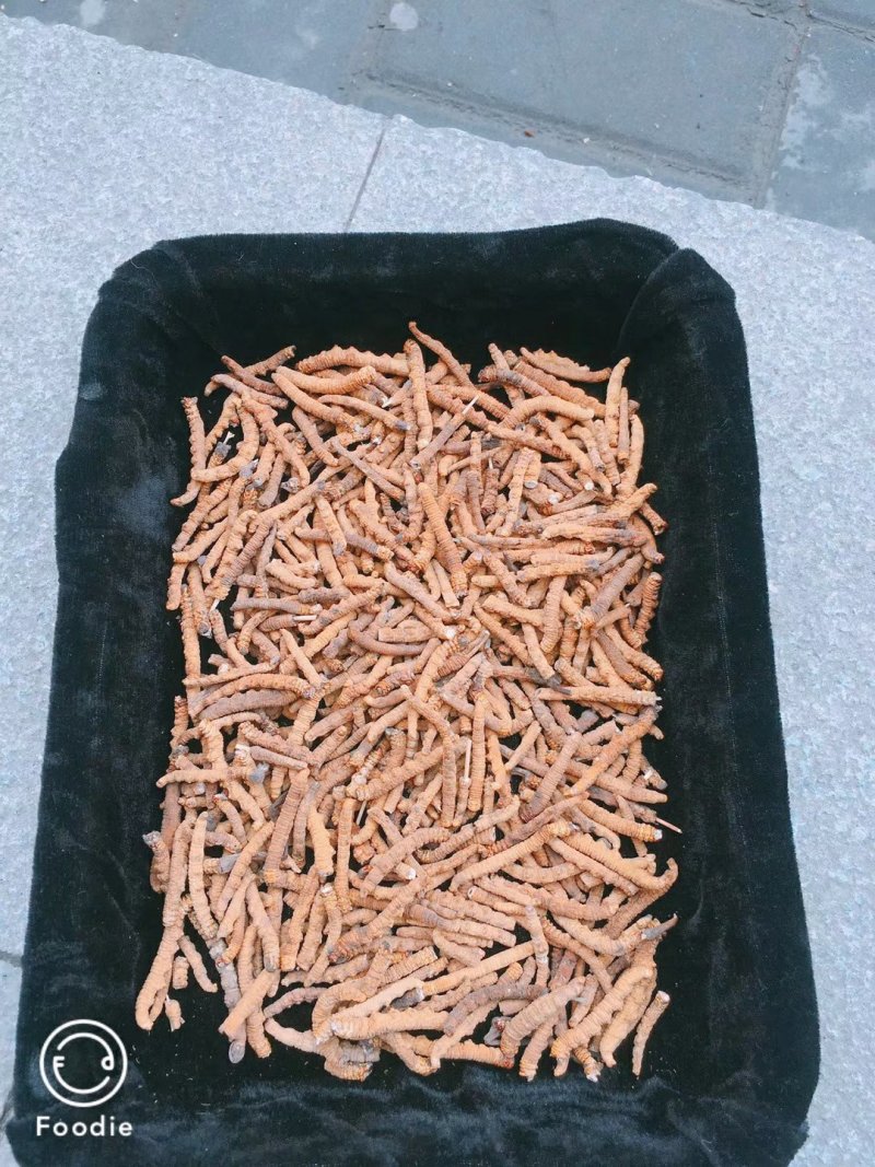 虫草中的性价比**长期供应正宗有保障