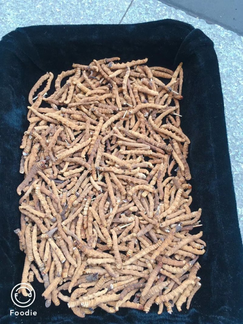 虫草中的性价比**长期供应正宗有保障