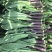 正宗全国直发天然新鲜芥蓝
