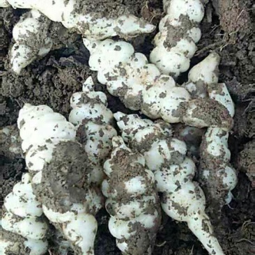 正宗天然新鲜螺丝菜直供全国