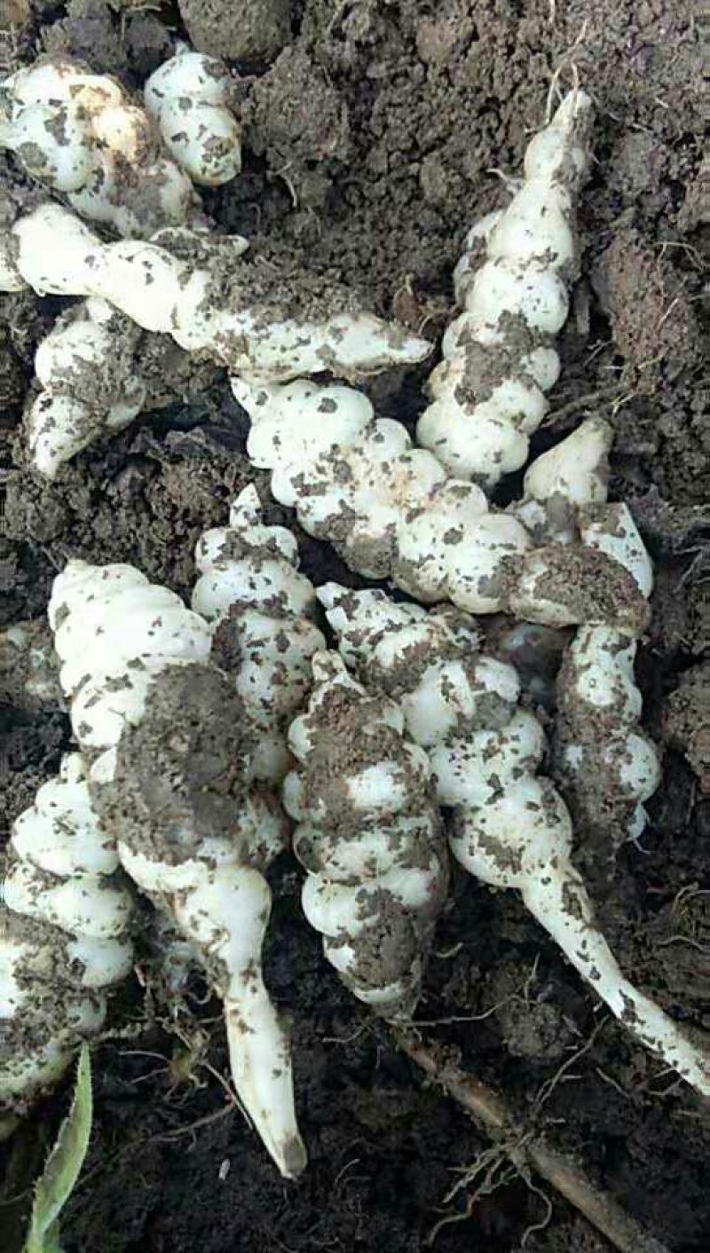 正宗天然新鲜螺丝菜直供全国