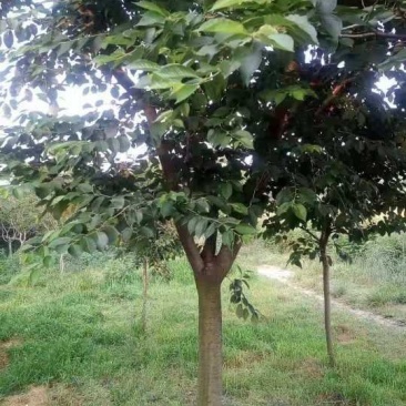 14公分樱花
