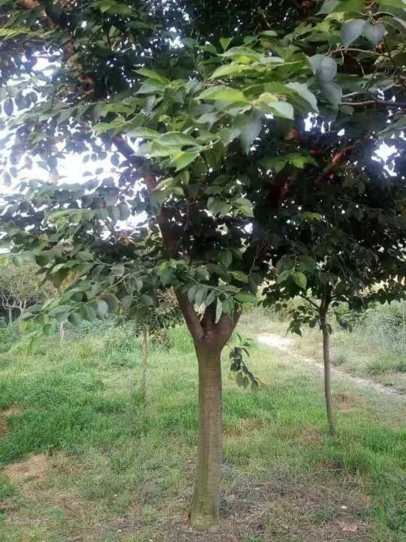 14公分樱花