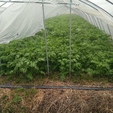 天然新鲜雪里红长期供应全网低价