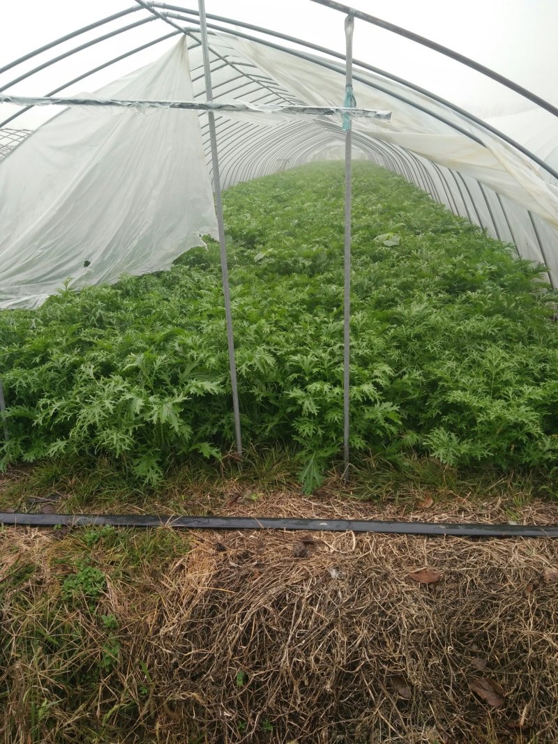 天然新鲜雪里红长期供应全网低价