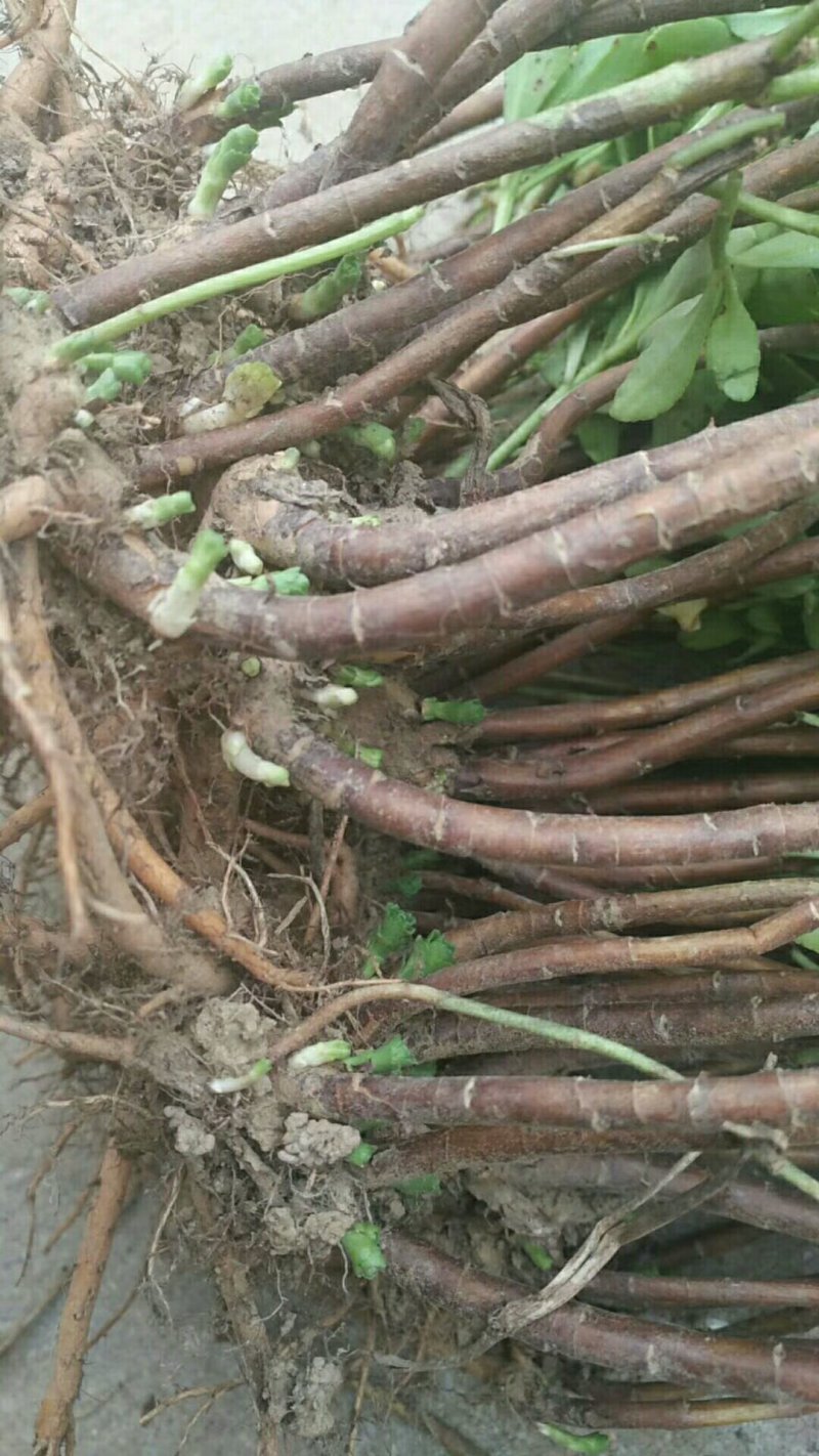 保湿发货高钙菜苗成活率高免费送货