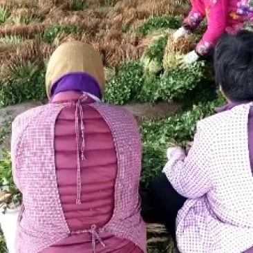 精品香菜大量出库20-30