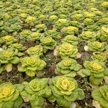 源头供应正品保障乌塌菜价格美丽